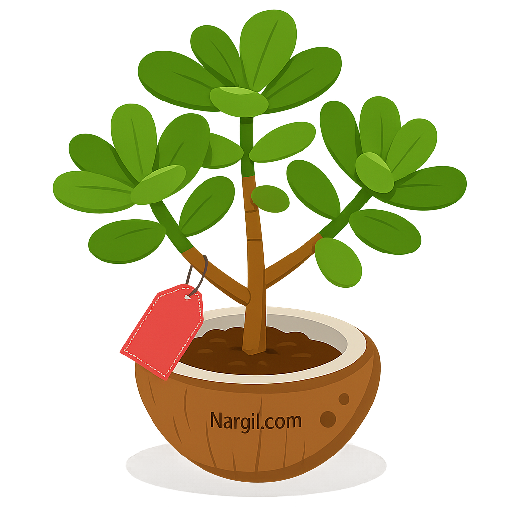  Nargil - jade plant